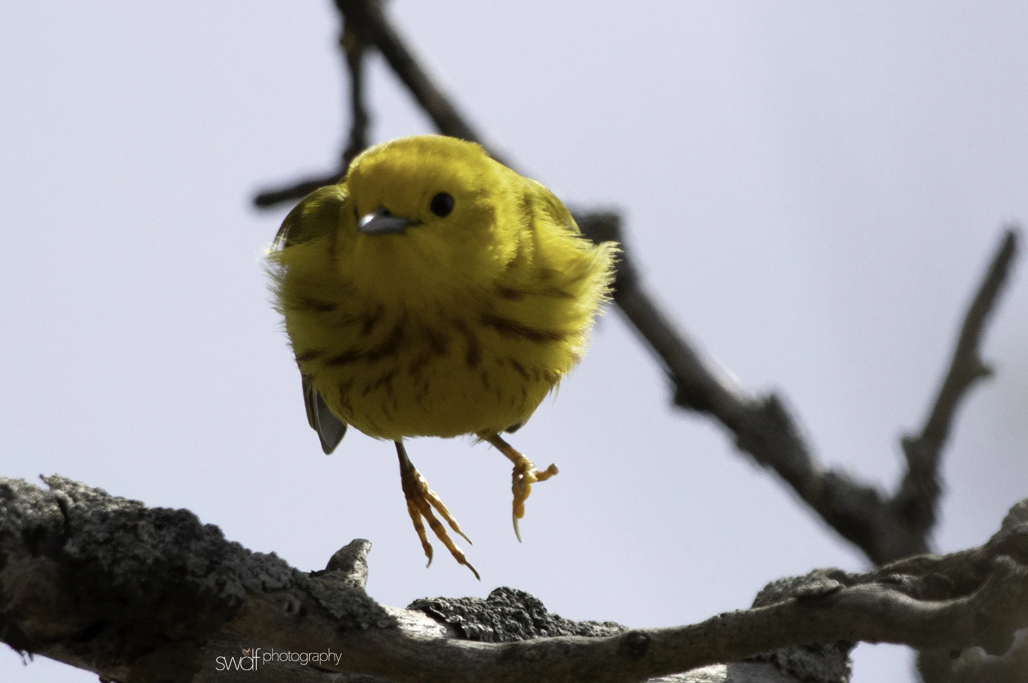 Yellow Warbler4 - Magee Marsh.jpeg
