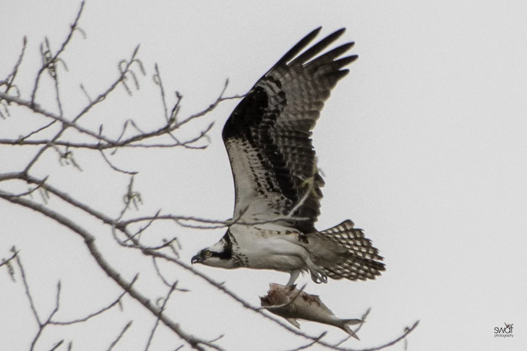Osprey3 - Howard Marsh.jpeg