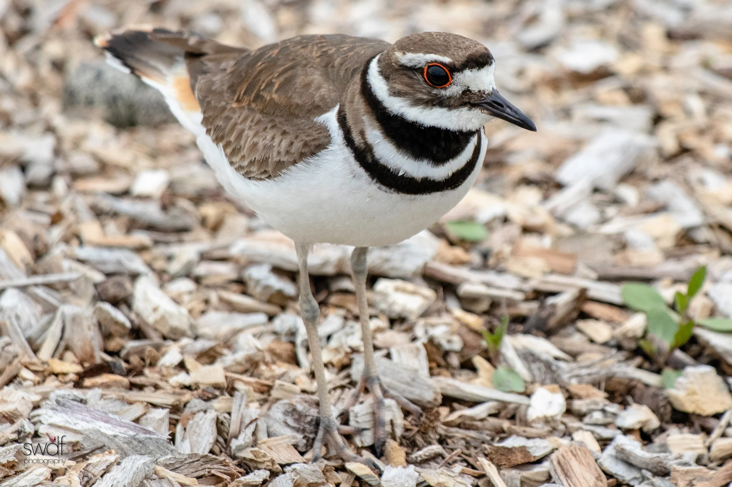 Killdeer2 - Howard Marsh.jpeg