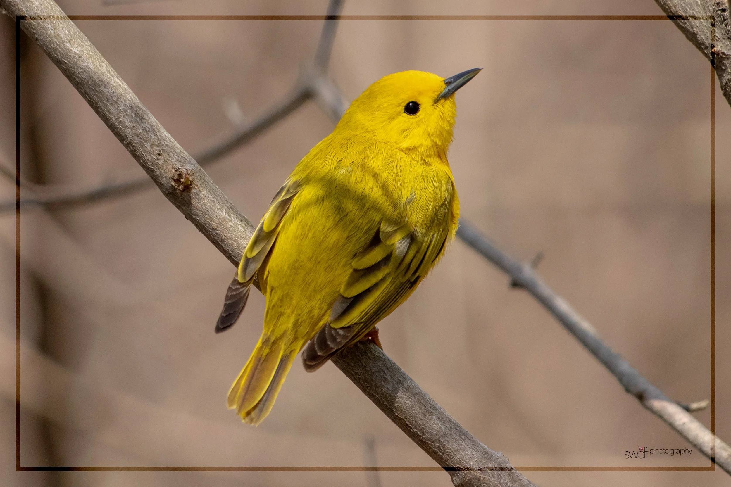 Yellow Warbler - Magee Marsh.jpeg