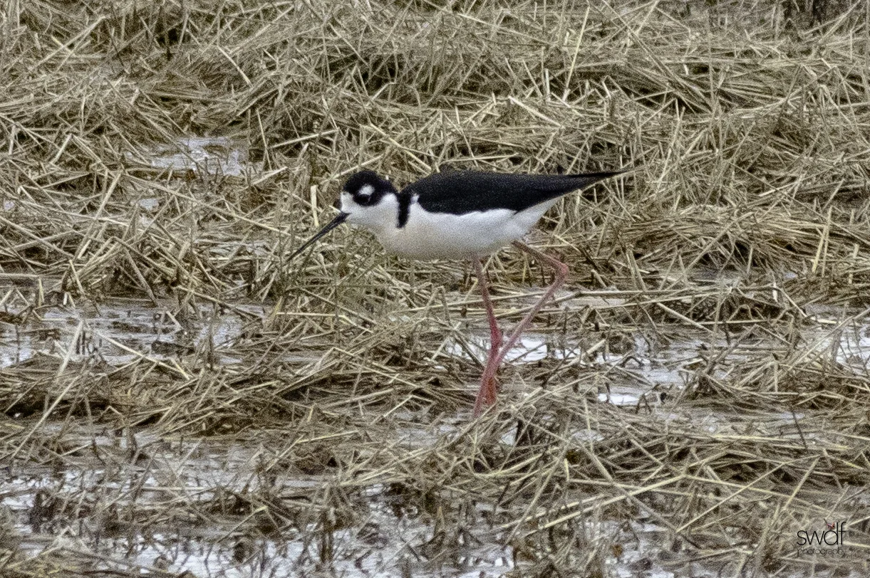 Black Necked Stilt - Howard Marsh.jpeg