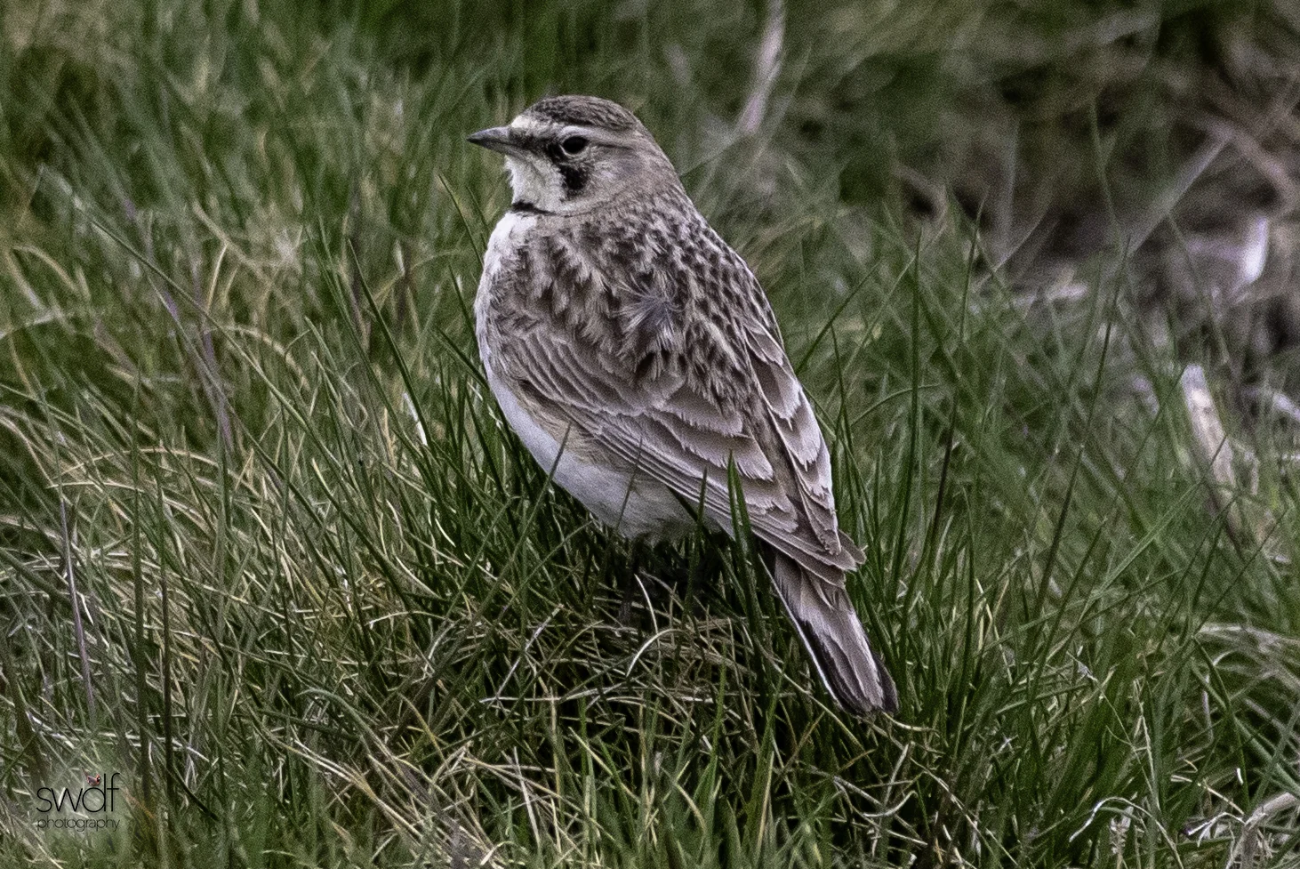 Horned Lark5 - Howard Marsh.jpeg