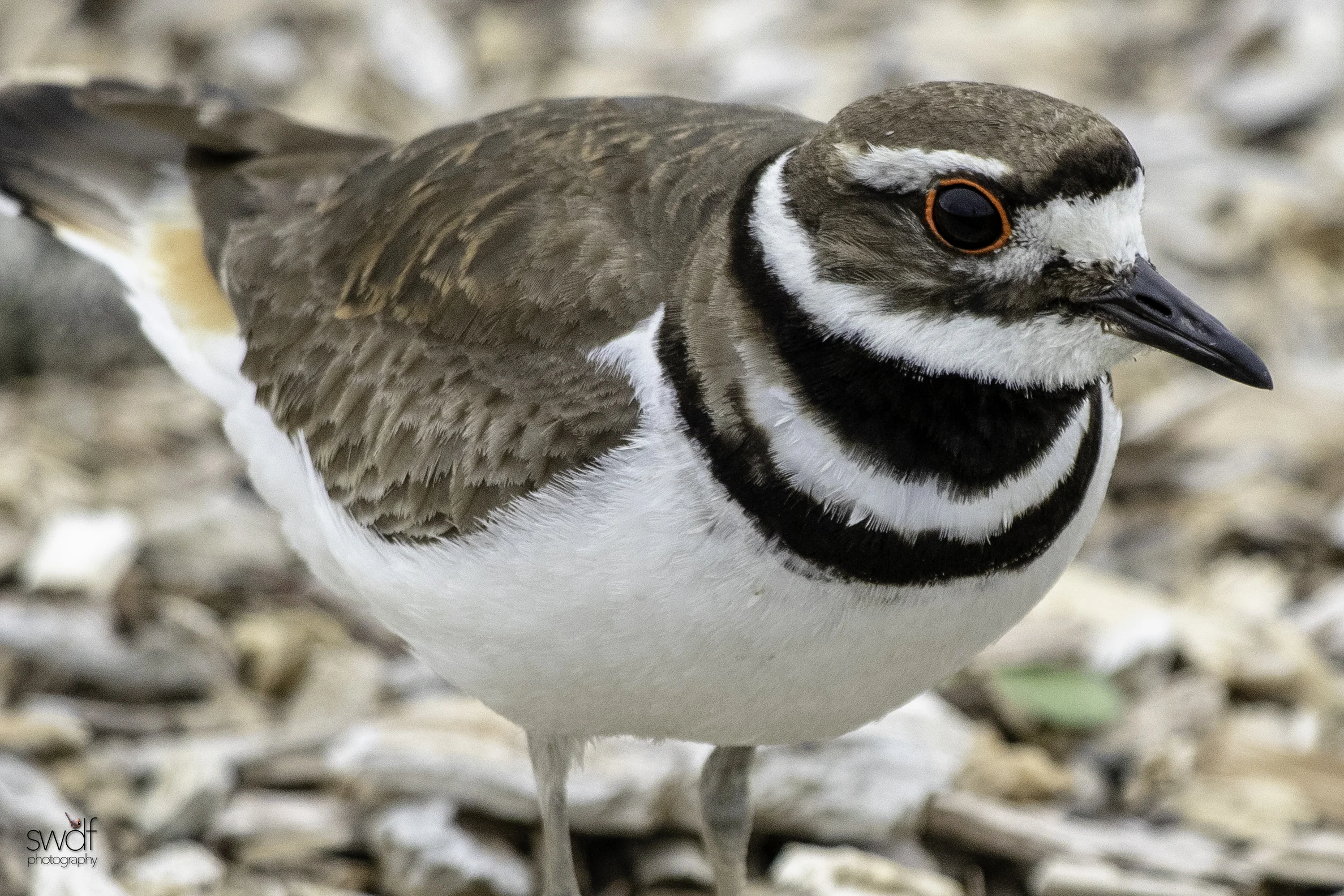 Killdeer3 - Howard Marsh.jpeg