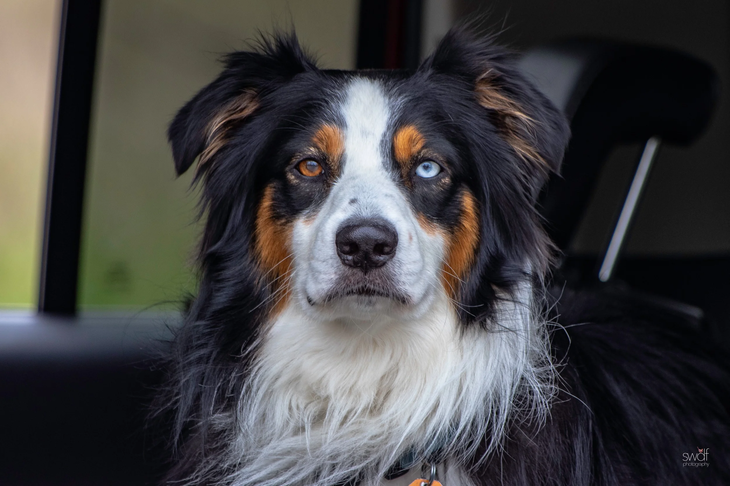 Bernese Mountain Dog - Magee Marsh.jpeg