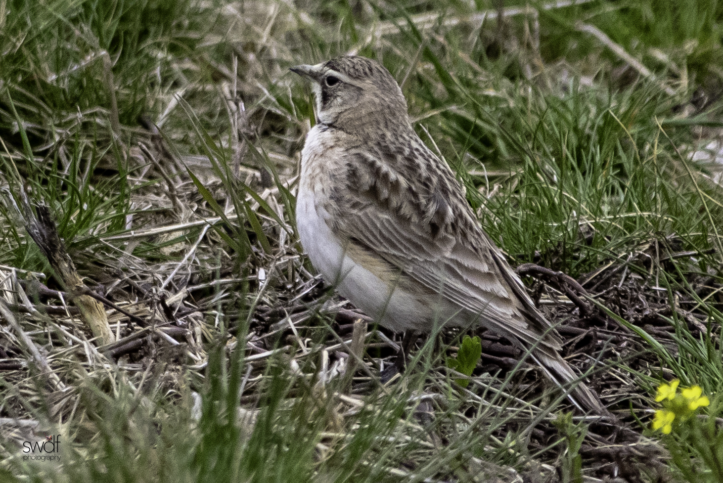 Horned Lark6 - Howard Marsh.jpeg