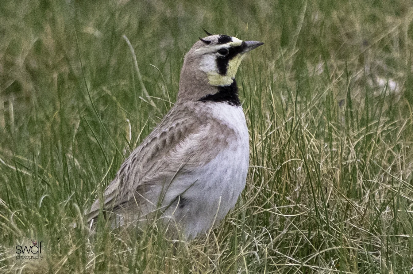 Horned Lark - Howard Marsh.jpeg