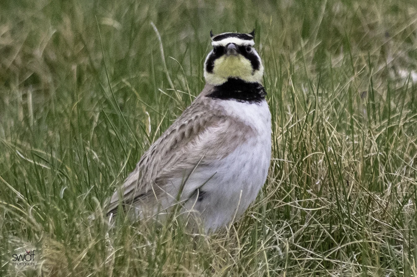Horned Lark2 - Howard Marsh.jpeg