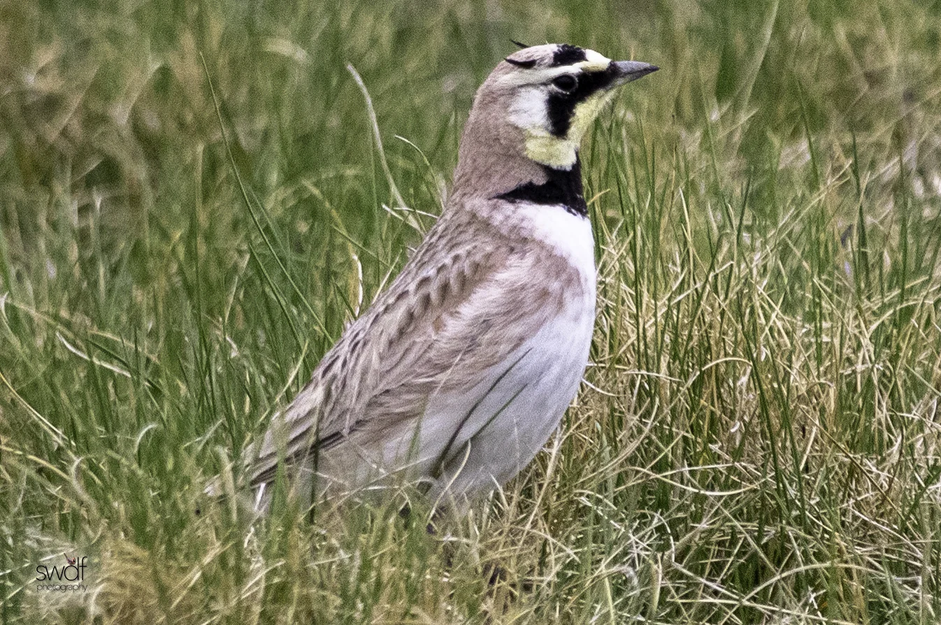 Horned Lark3 - Howard Marsh.jpeg