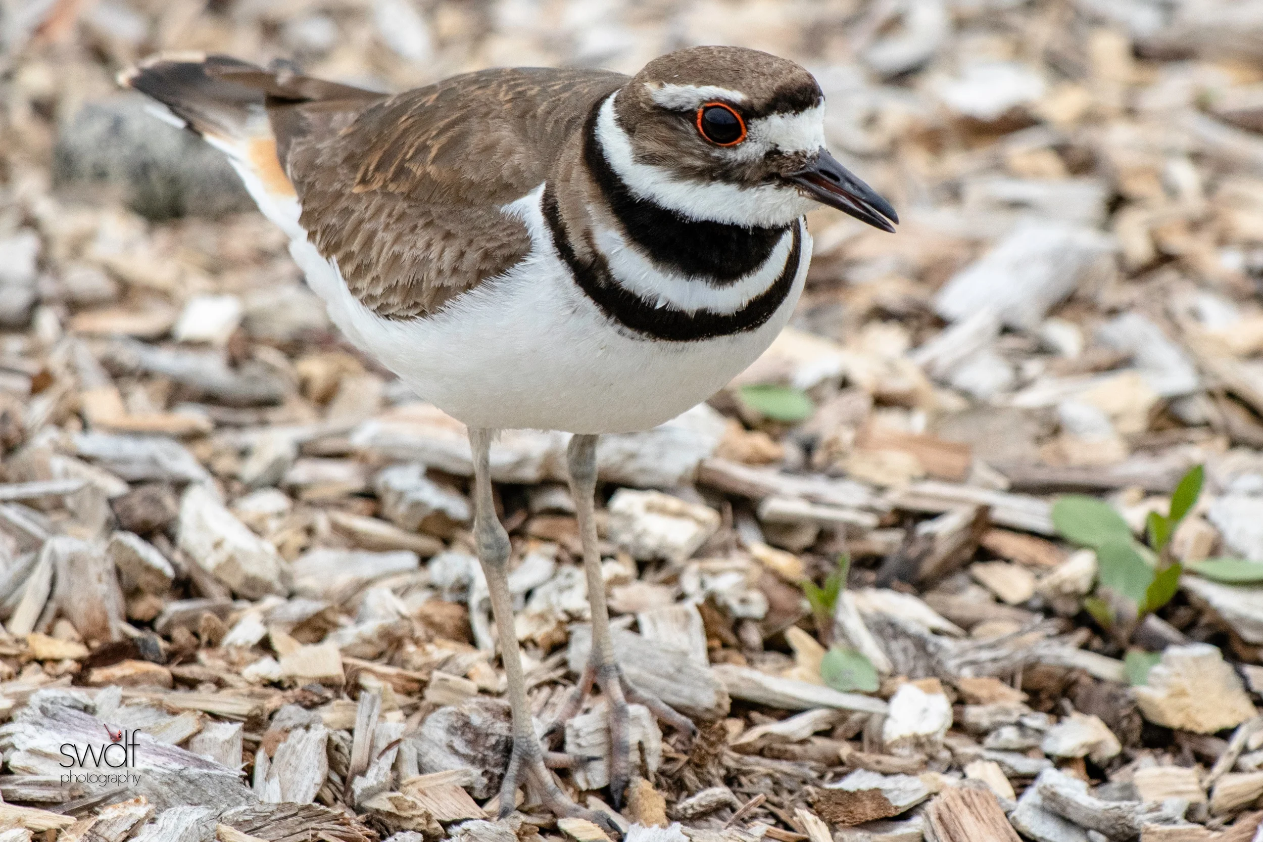 Killdeer5 - Howard Marsh.jpeg