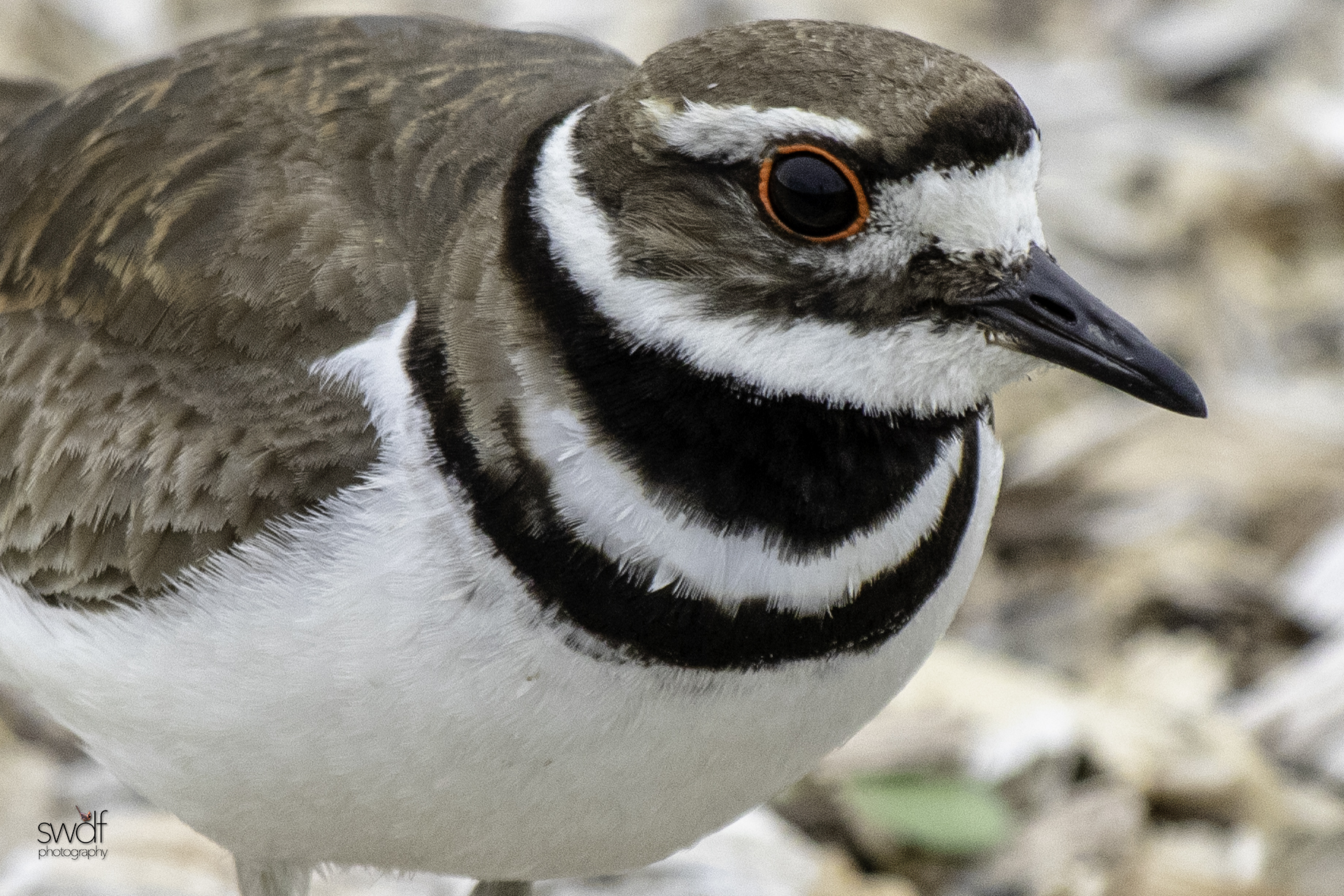 Killdeer - Howard Marsh.jpeg