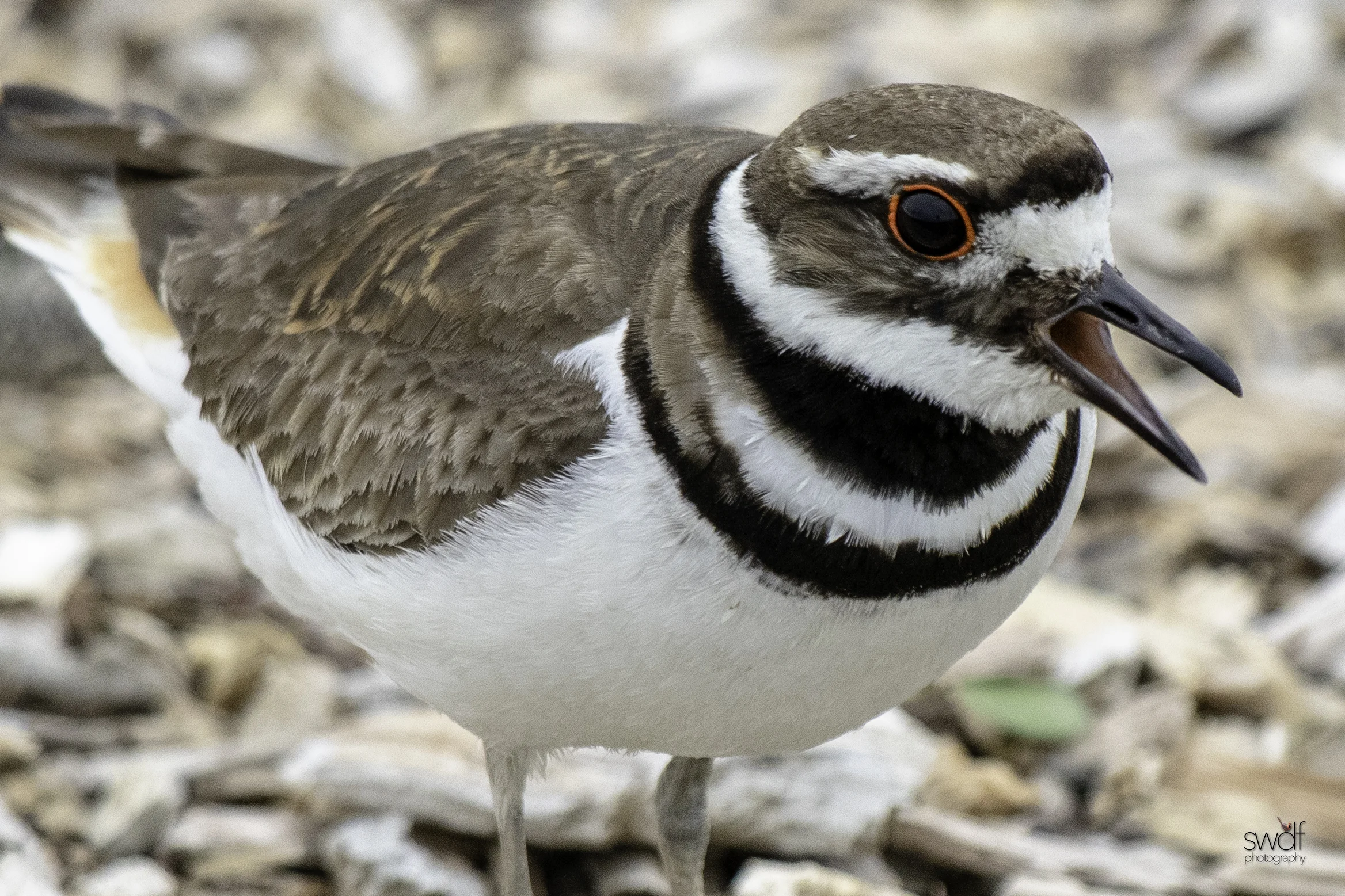 Killdeer4 - Howard Marsh.jpeg