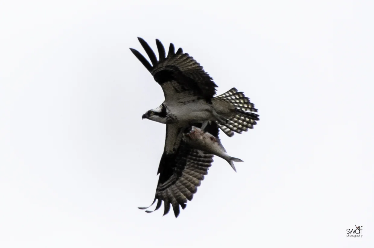 Osprey2 - Howard Marsh.jpeg