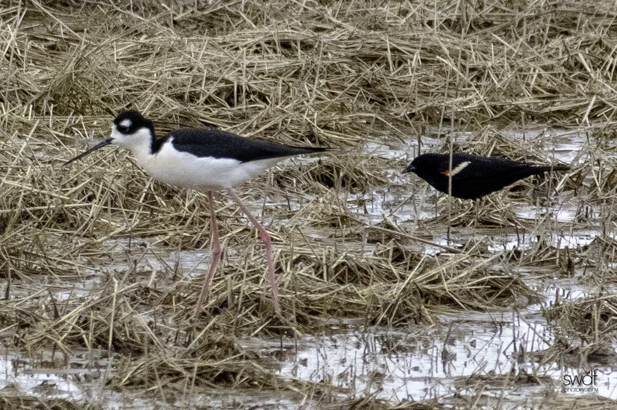 Black Necked Stilt2 - Howard Marsh.jpeg