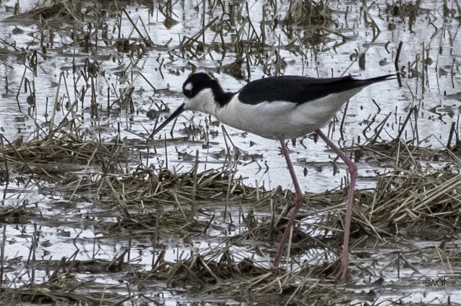 Black Necked Stilt3 - Howard Marsh.jpeg