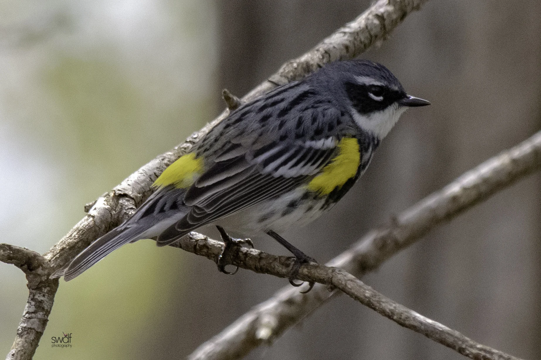 Yellow Rumped Warbler4 - Magee Marsh.jpeg
