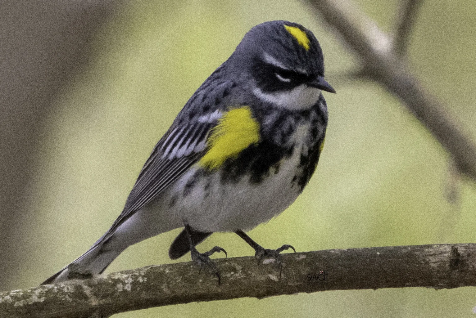 Yellow Rumped Warbler - Magee Marsh.jpeg