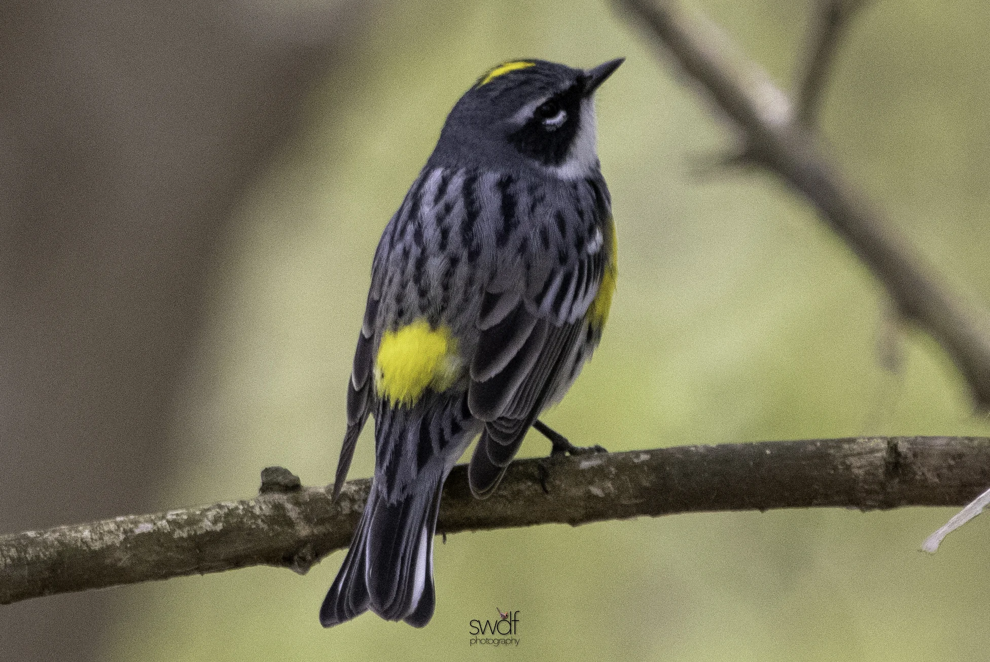 Yellow Rumped Warbler2 - Magee Marsh.jpeg