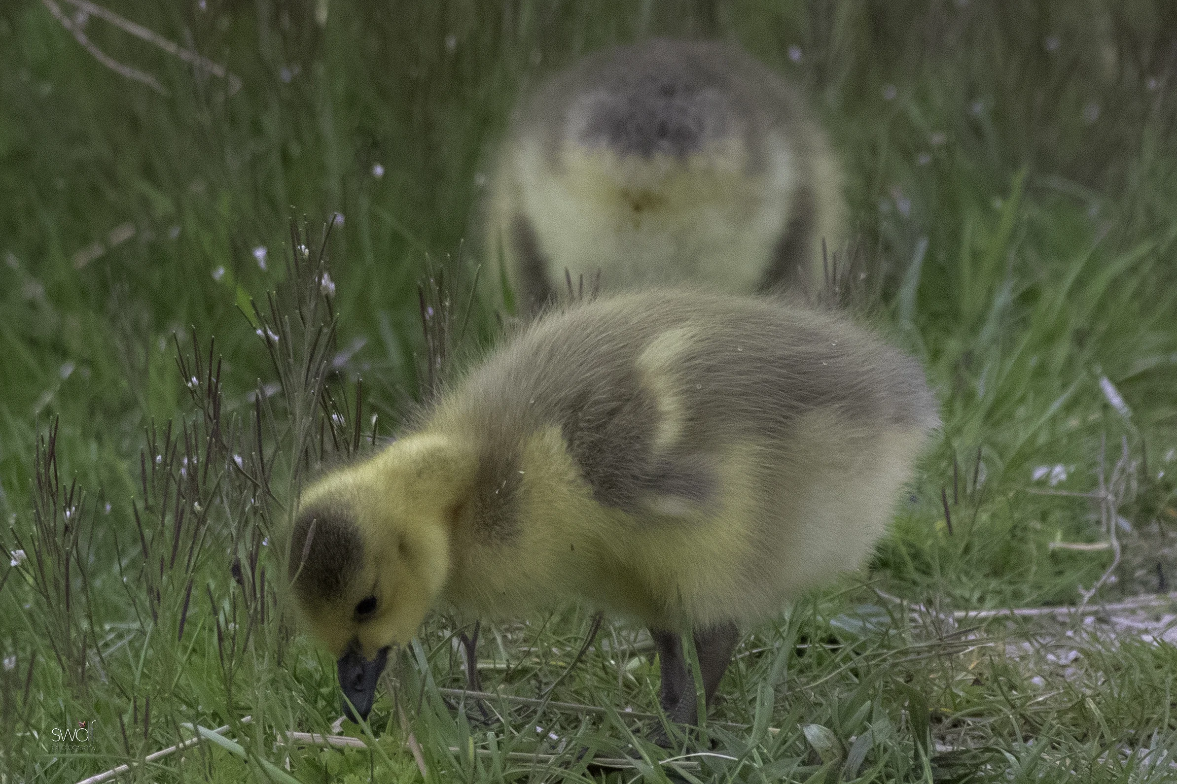 Canadian Gosling Forage.jpeg