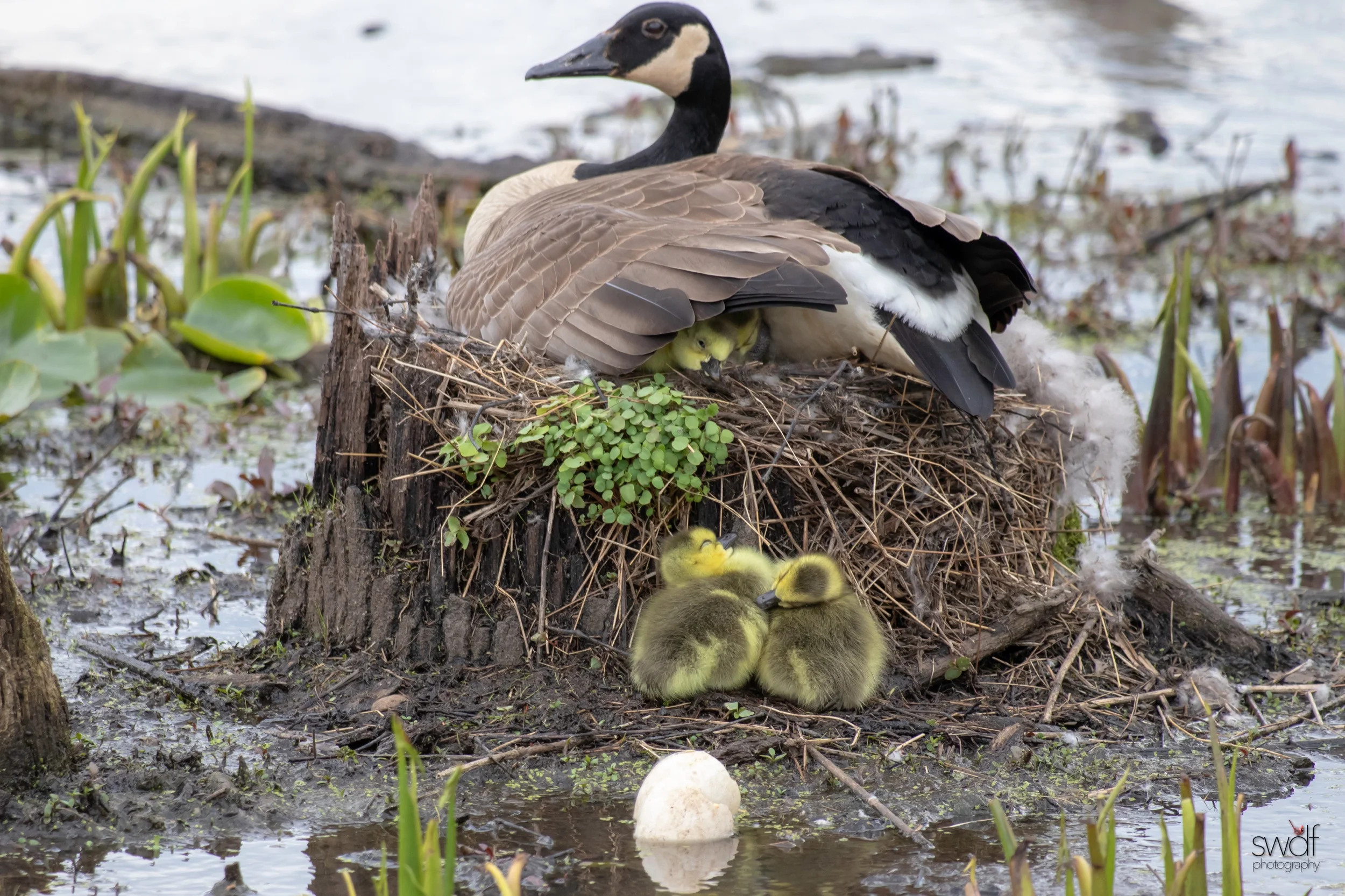 Canadian Goose Momma and Chicks - Sandy Ridge.jpeg