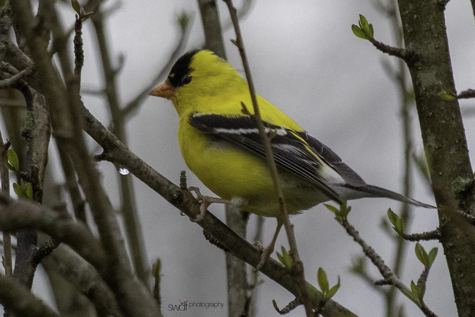 Goldfinch - Sandy Ridge.jpeg