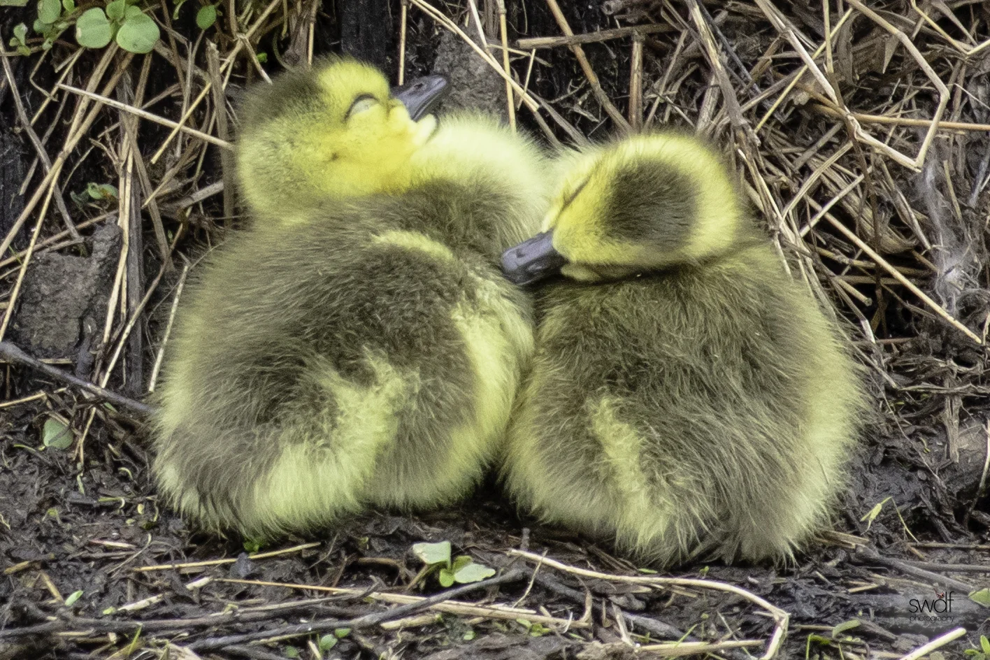 Canadian Goslings - Sandy Ridge.jpeg