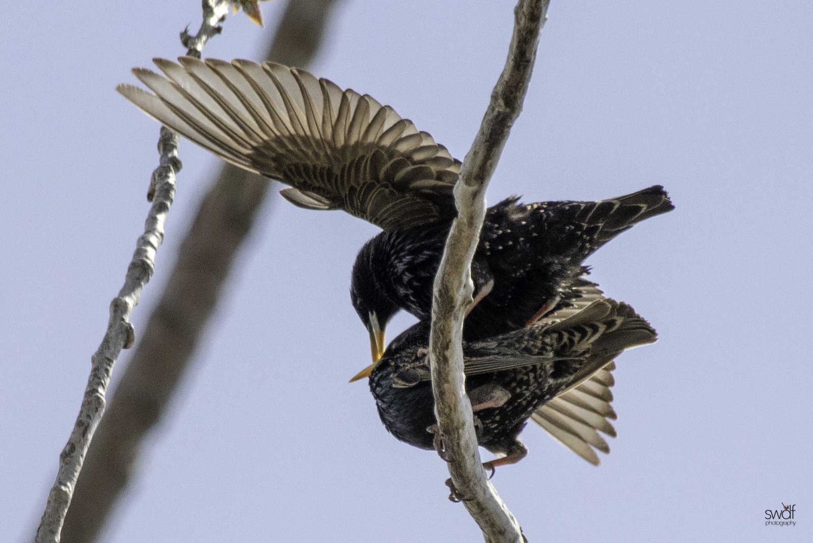 Starlings - Magee Marsh.jpeg