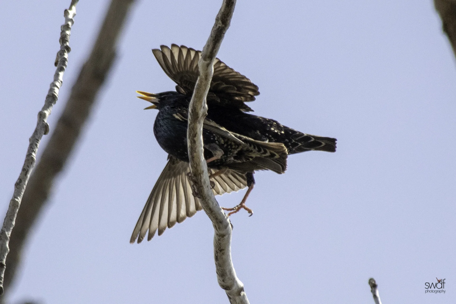 Starlings3 - Magee Marsh.jpeg