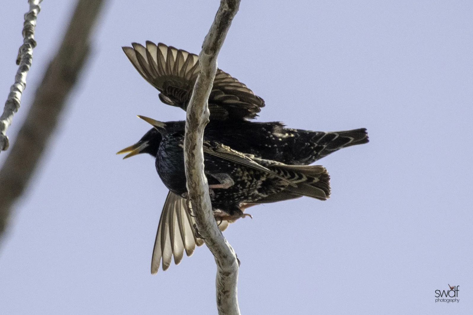 Starlings4 - Magee Marsh.jpeg