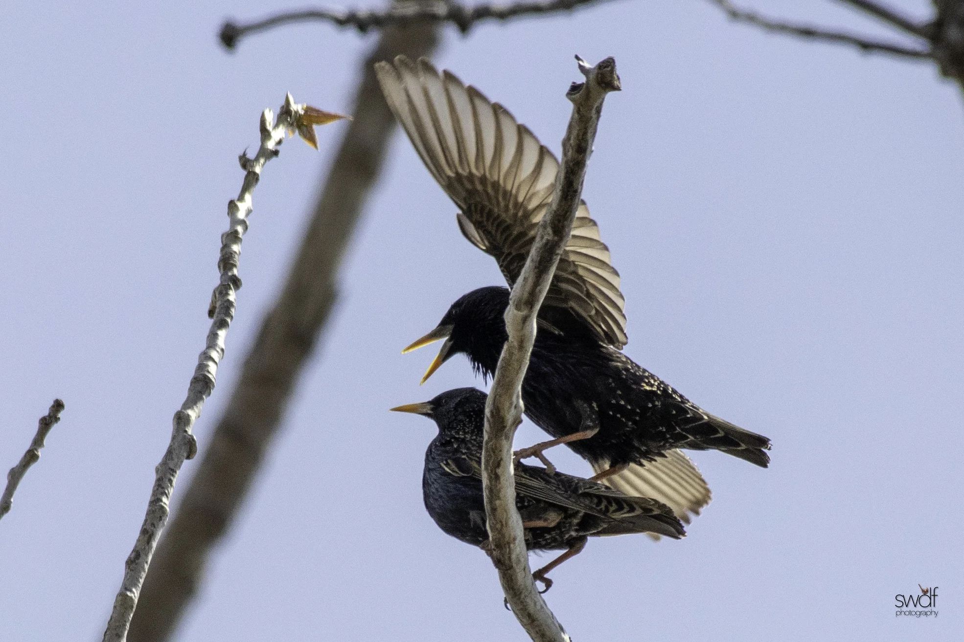 Starlings8 - Magee Marsh.jpeg