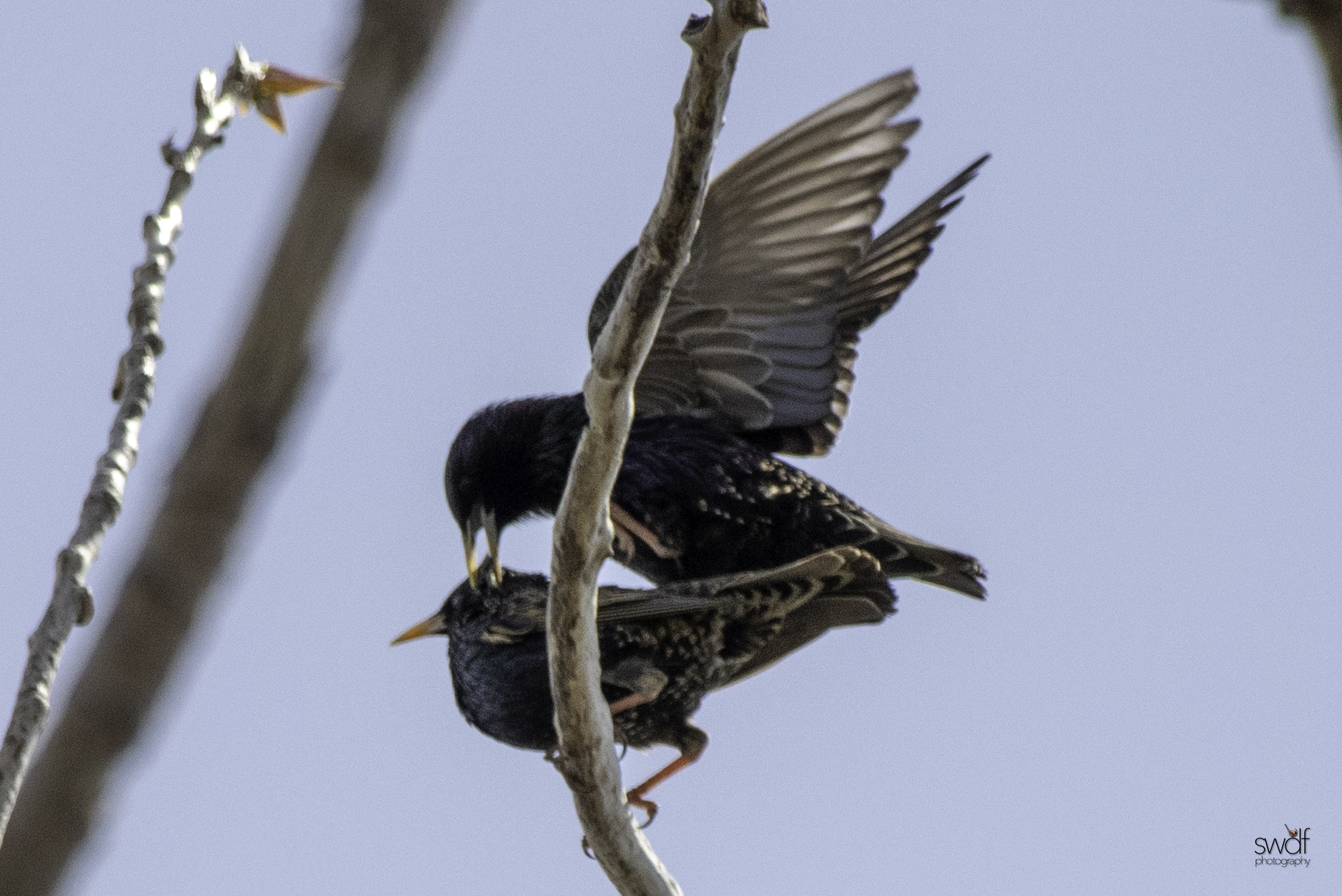 Starlings7 - Magee Marsh.jpeg