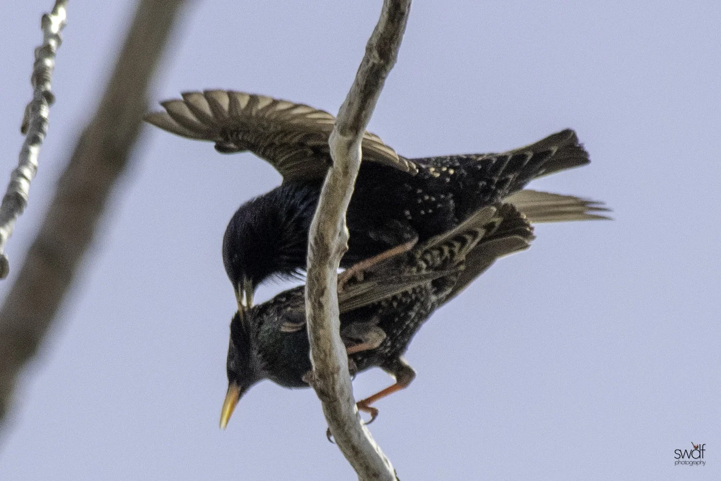 Starlings6 - Magee Marsh.jpeg