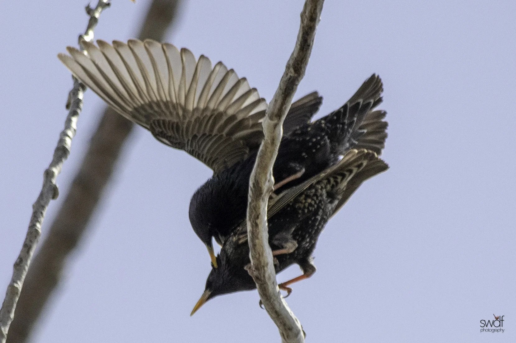 Starlings5 - Magee Marsh.jpeg