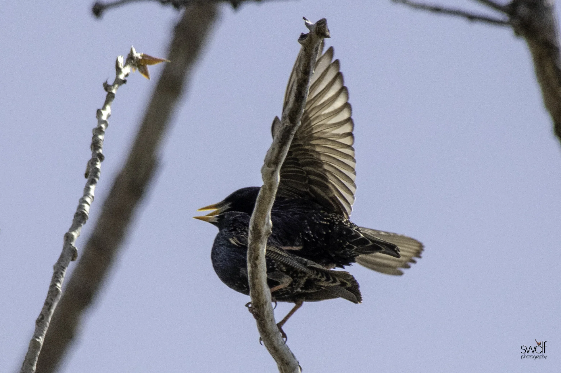 Starlings9 - Magee Marsh.jpeg