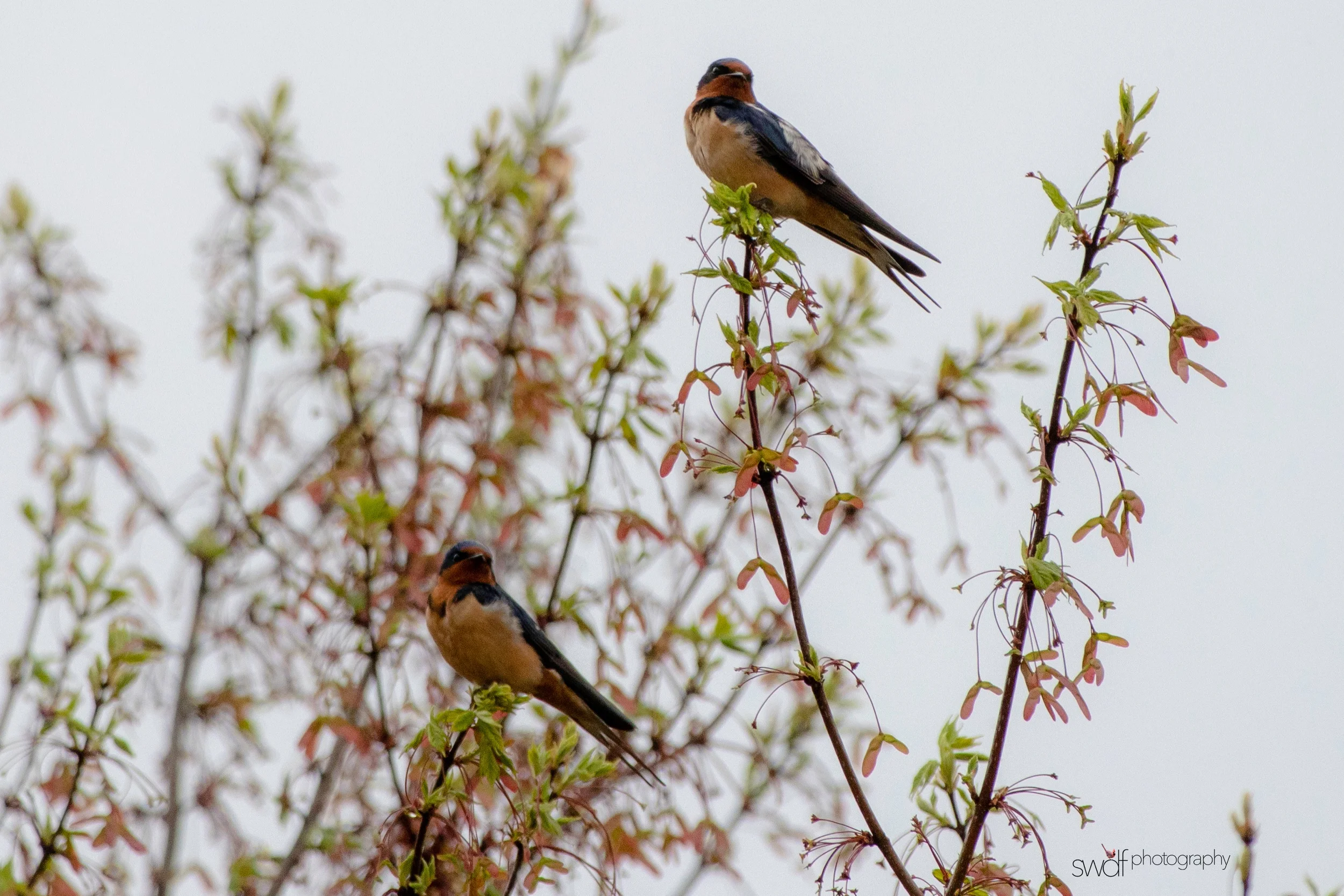 Tree Swallows - Sandy Ridge.jpeg