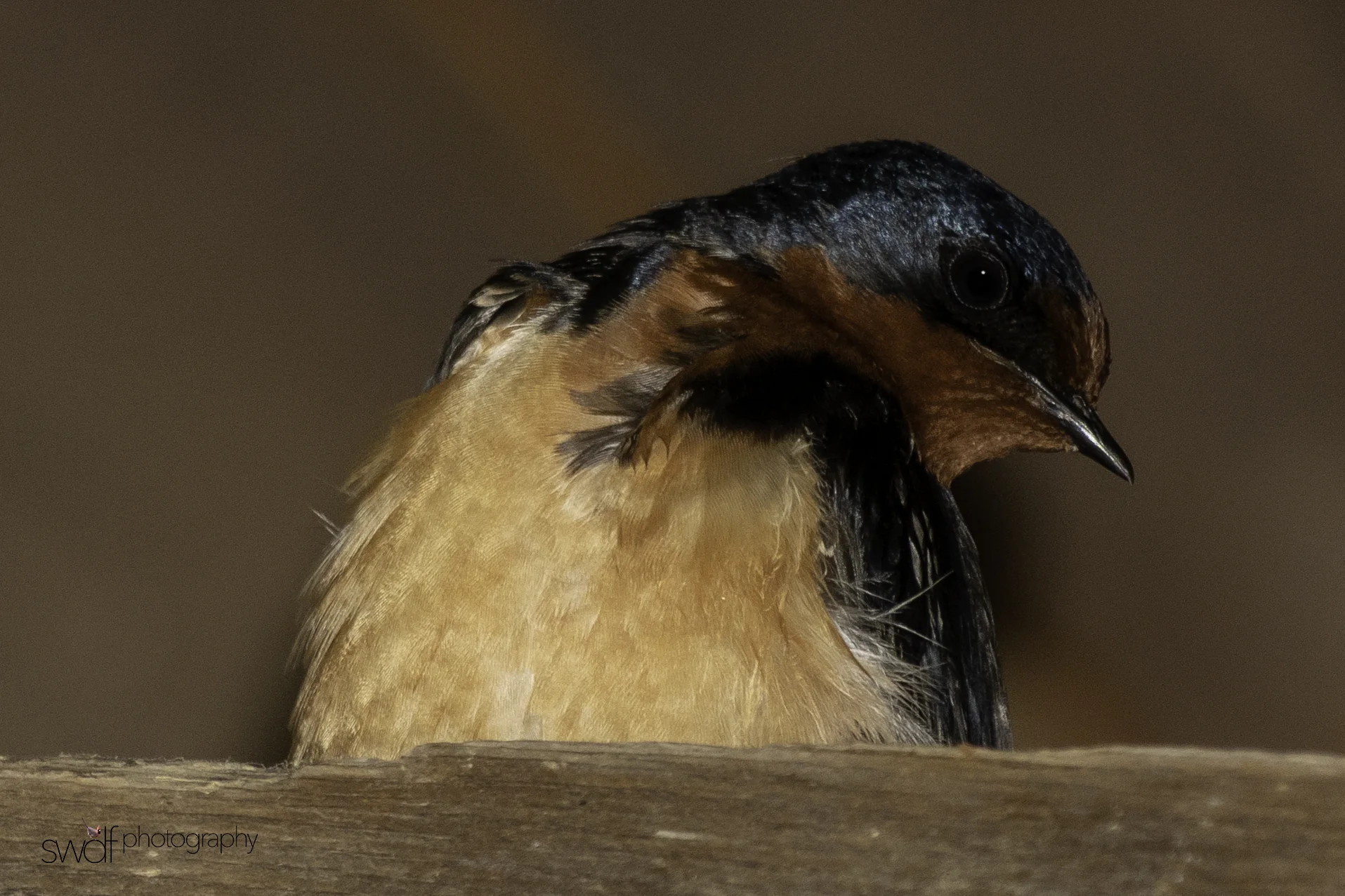 Barn Swallow - Sandy Ridge.jpeg