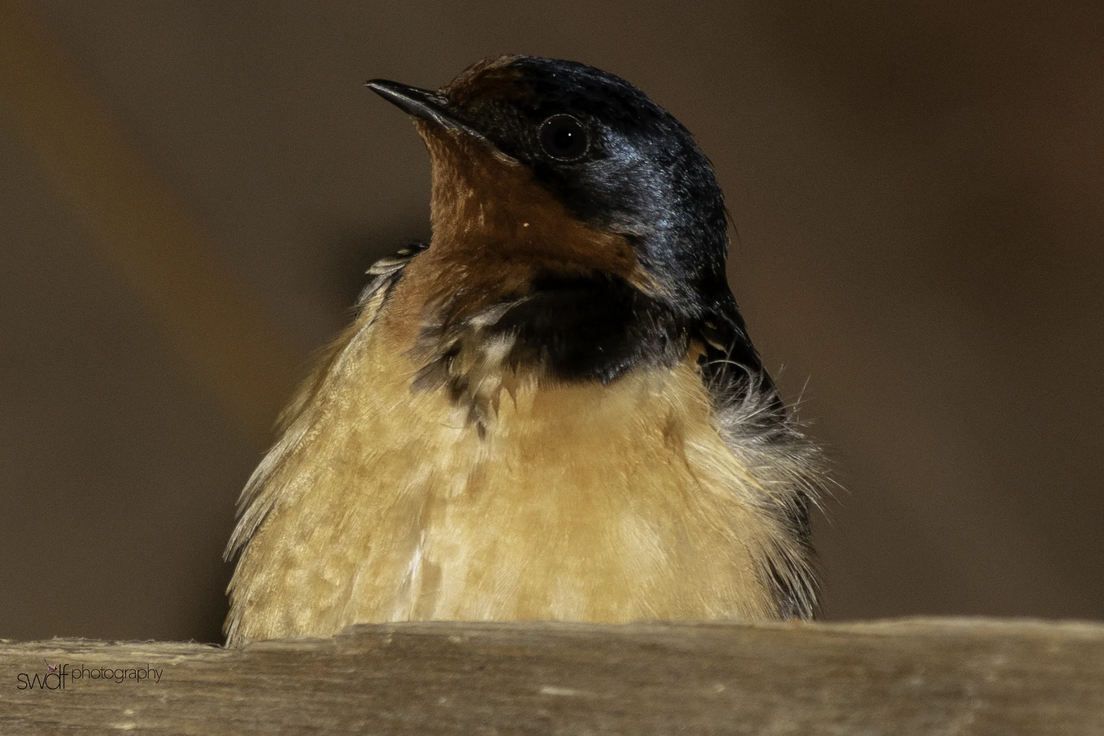 Barn Swallow2. - Sandy Ridgetif.jpeg
