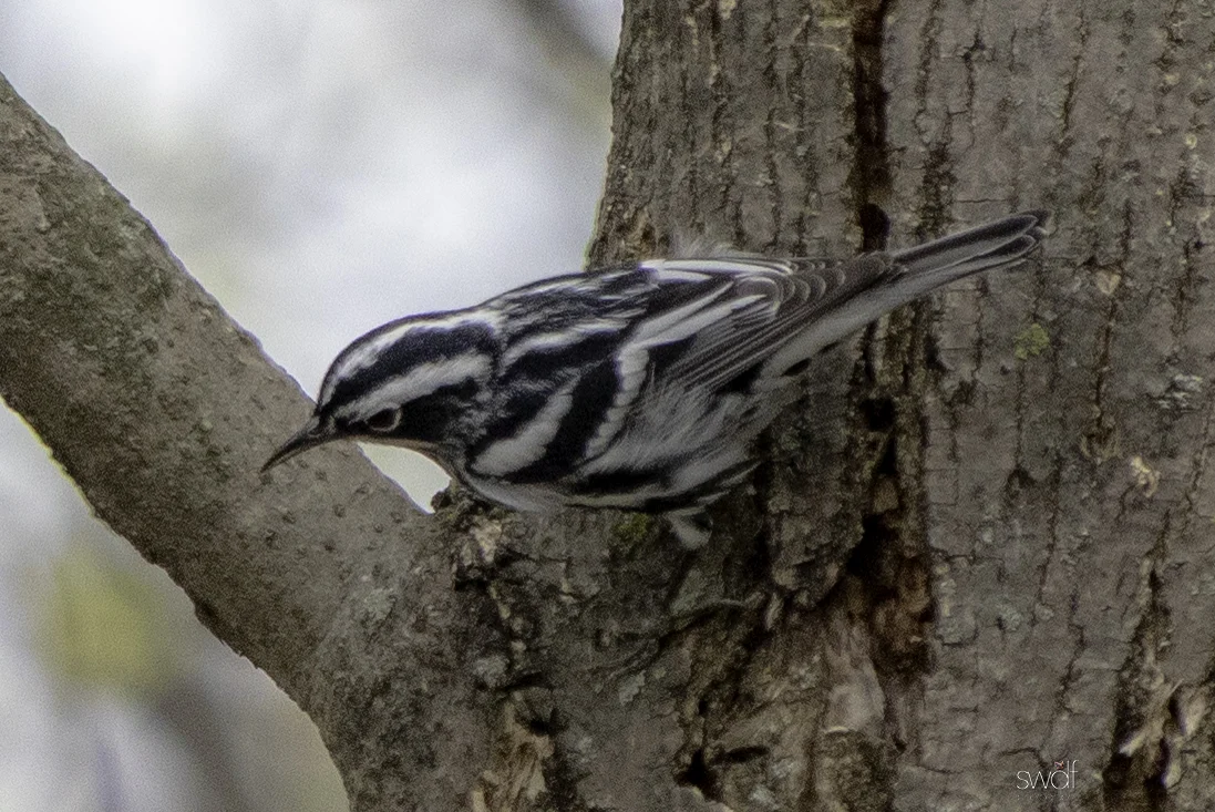 Black and White Warbler - Sandy Ridge.jpeg