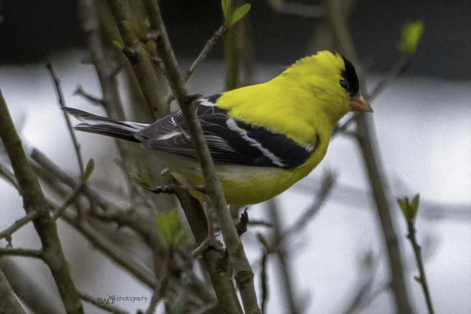 Goldfinch Oil - Sandy Ridge.jpeg