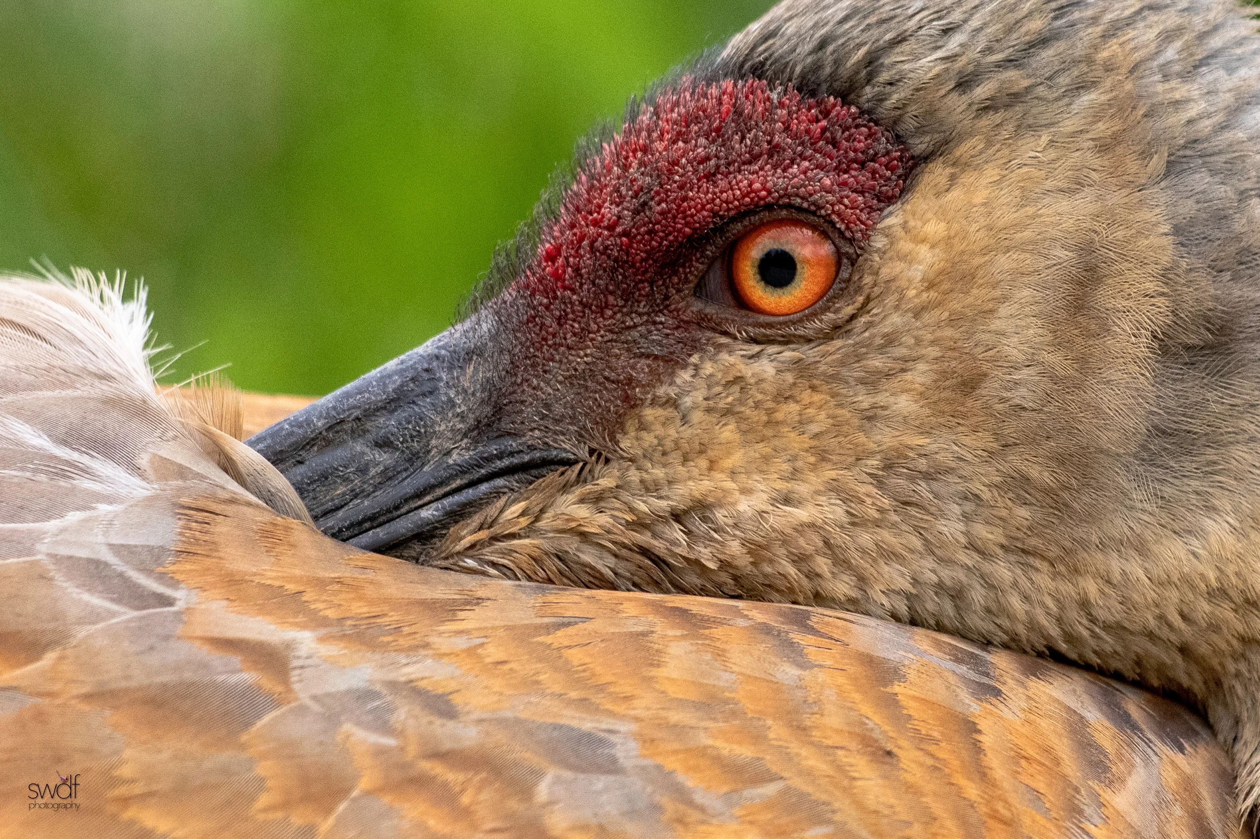 Sandhill Crane - Sandy Ridge.jpeg