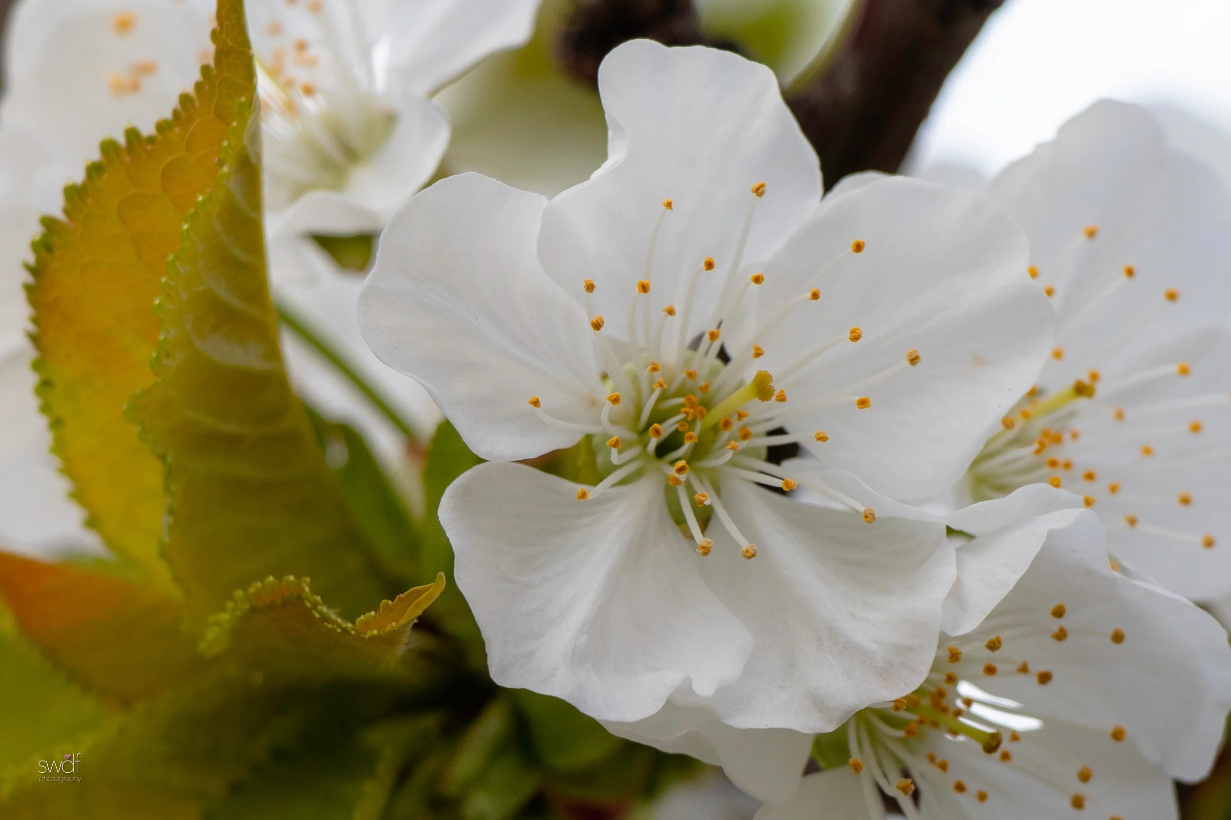 Spring Blossoms3 - CMOA.jpeg