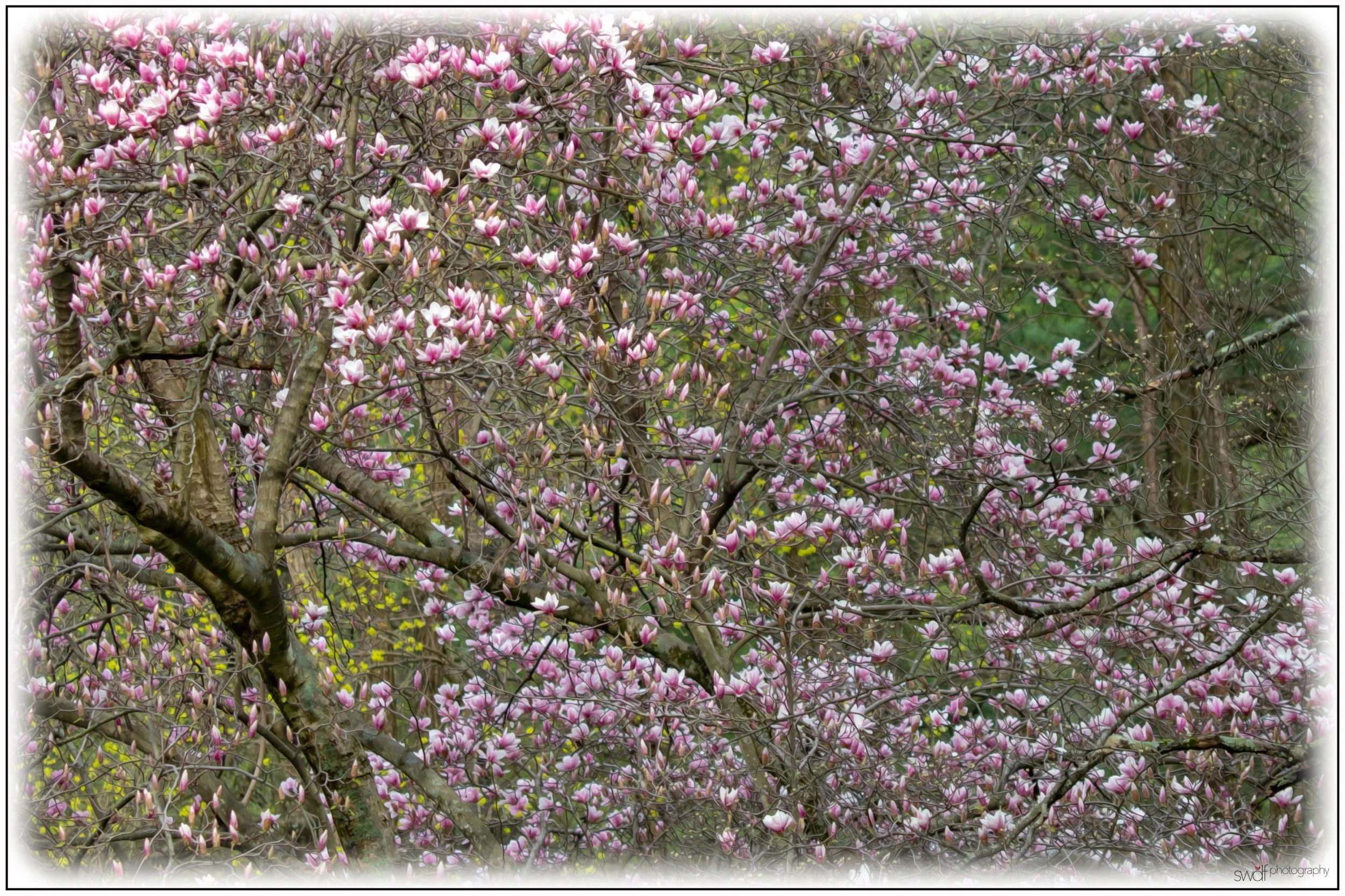 Snydersville Magnolia.jpeg