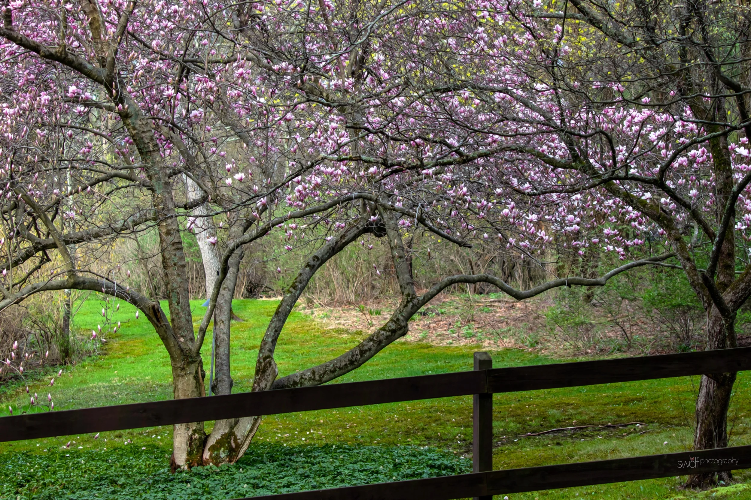 Snydersville Magnolia2 Oil.jpeg