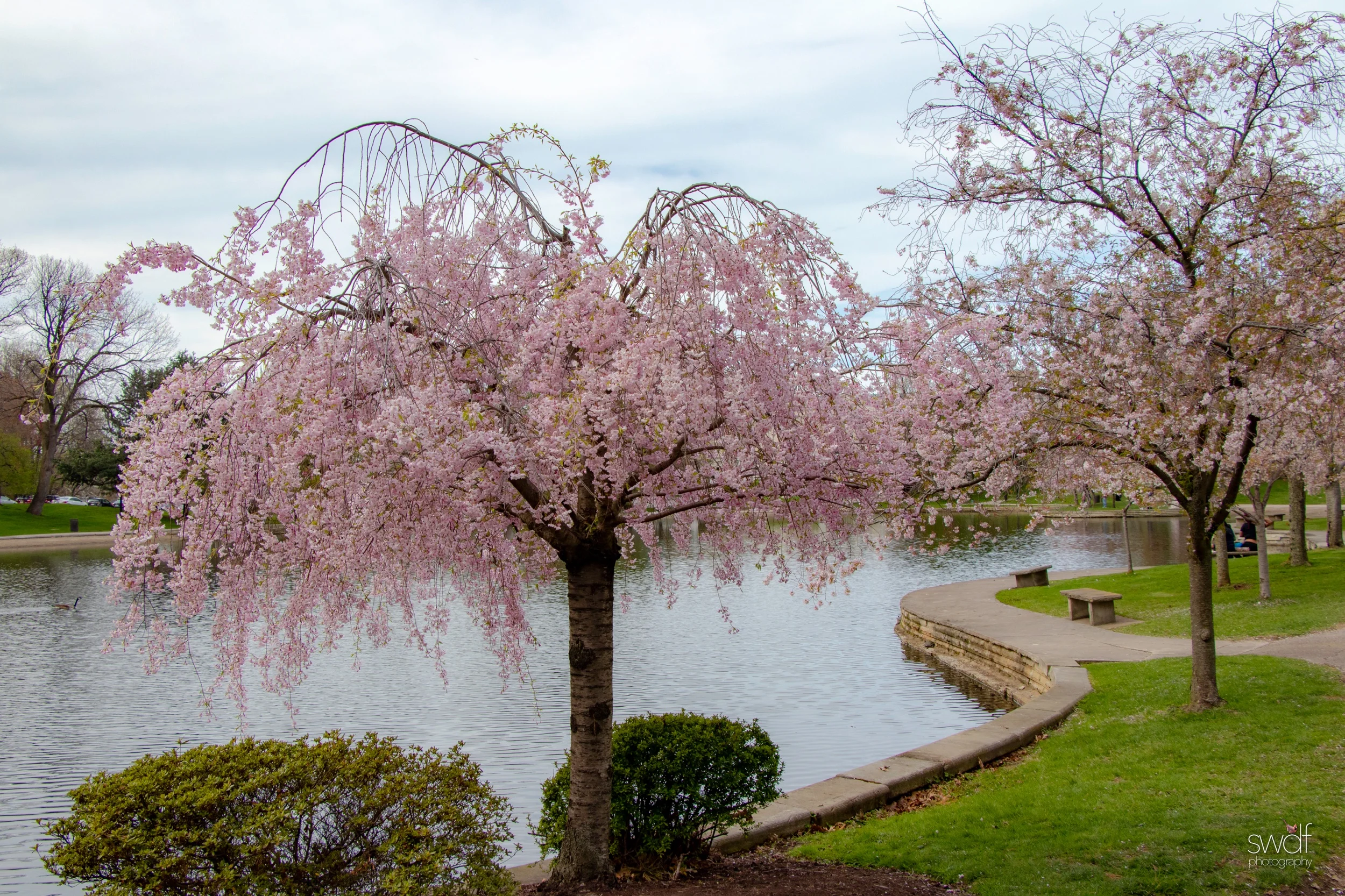 Spring Blossoms4 - CMOA.jpeg