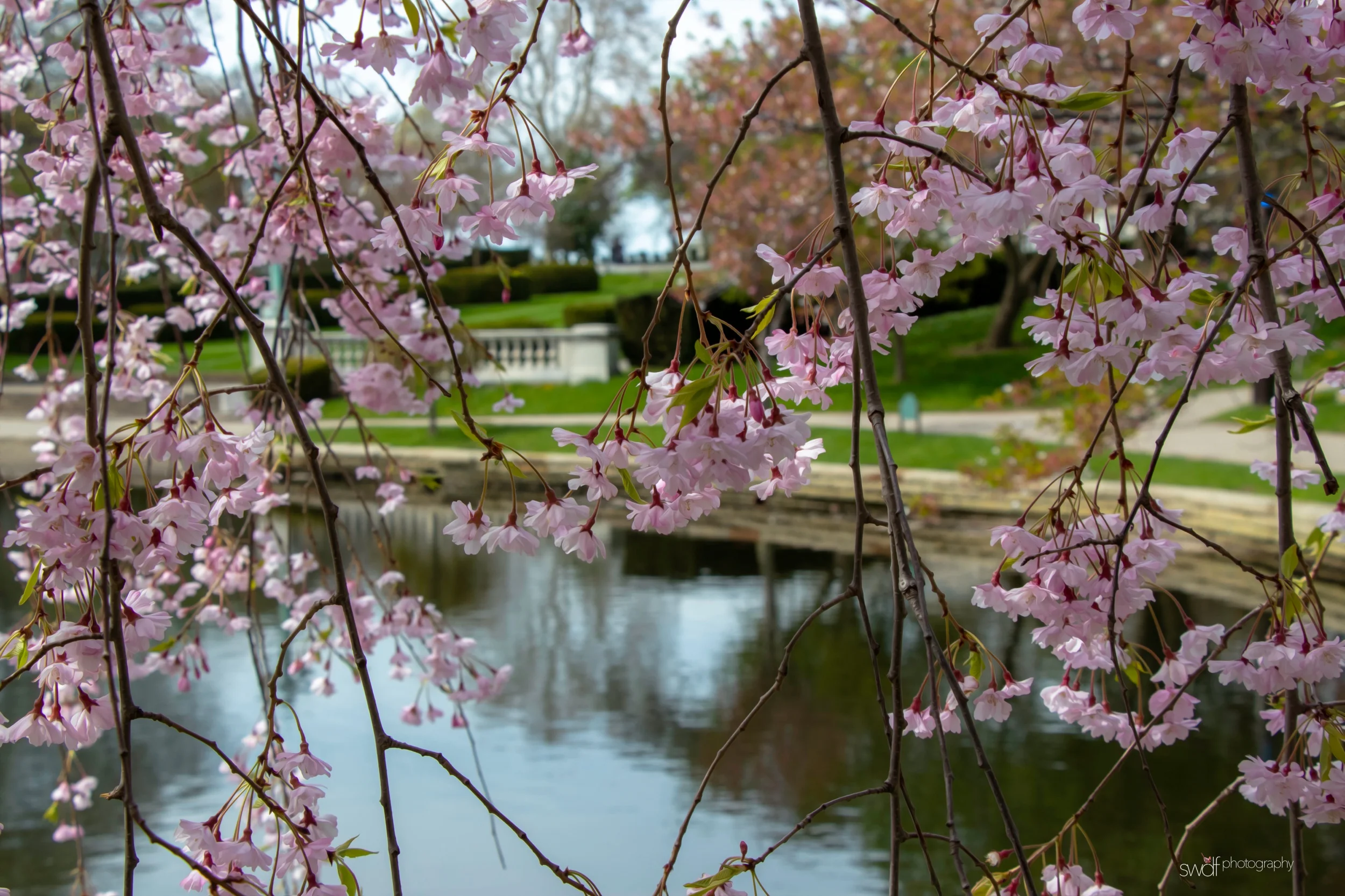 Spring Blossoms - CMOA.jpeg