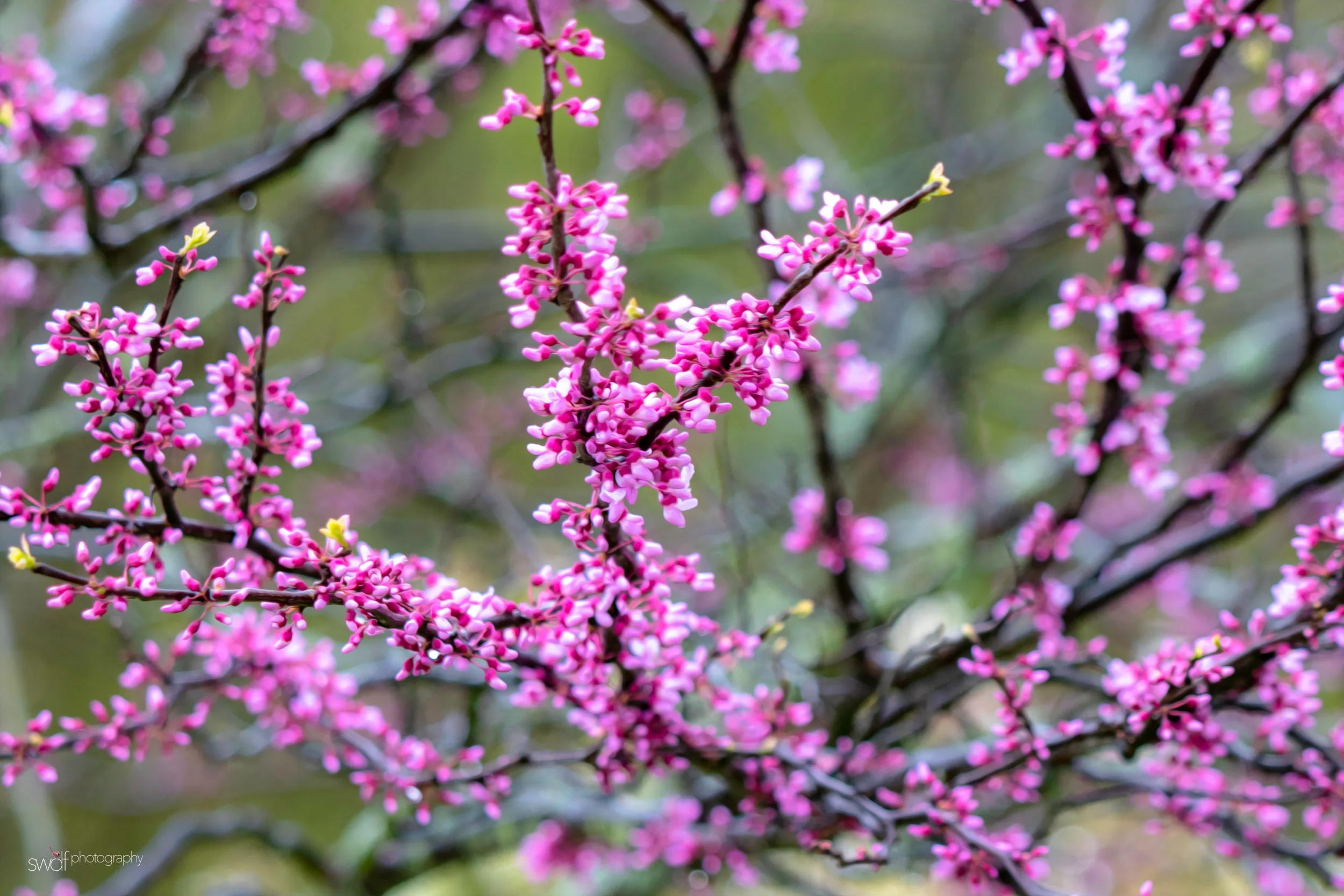 Flowering Trees - Sandy Ridge.jpeg