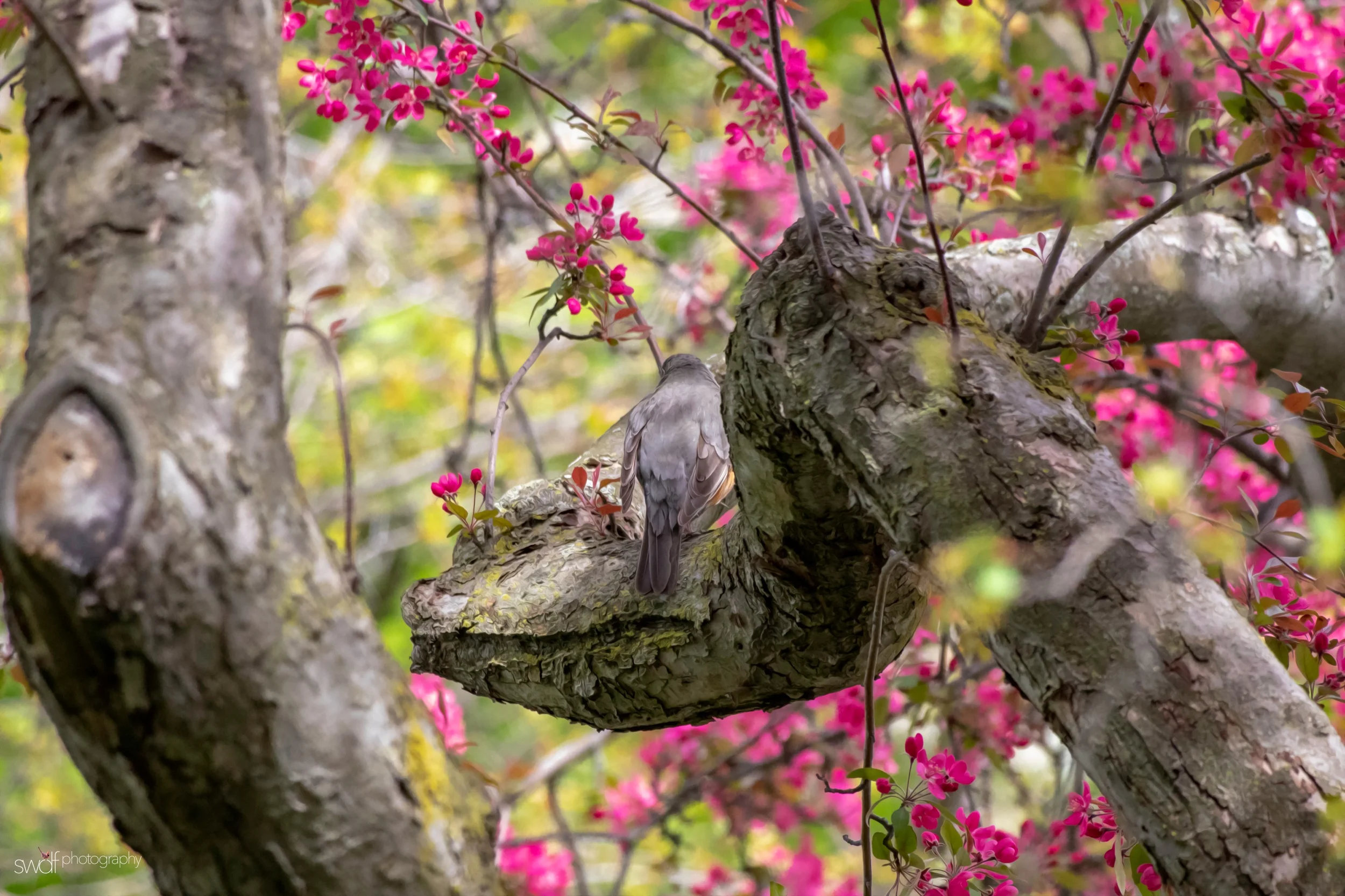 Spring Blossoms2 - CMOA.jpeg