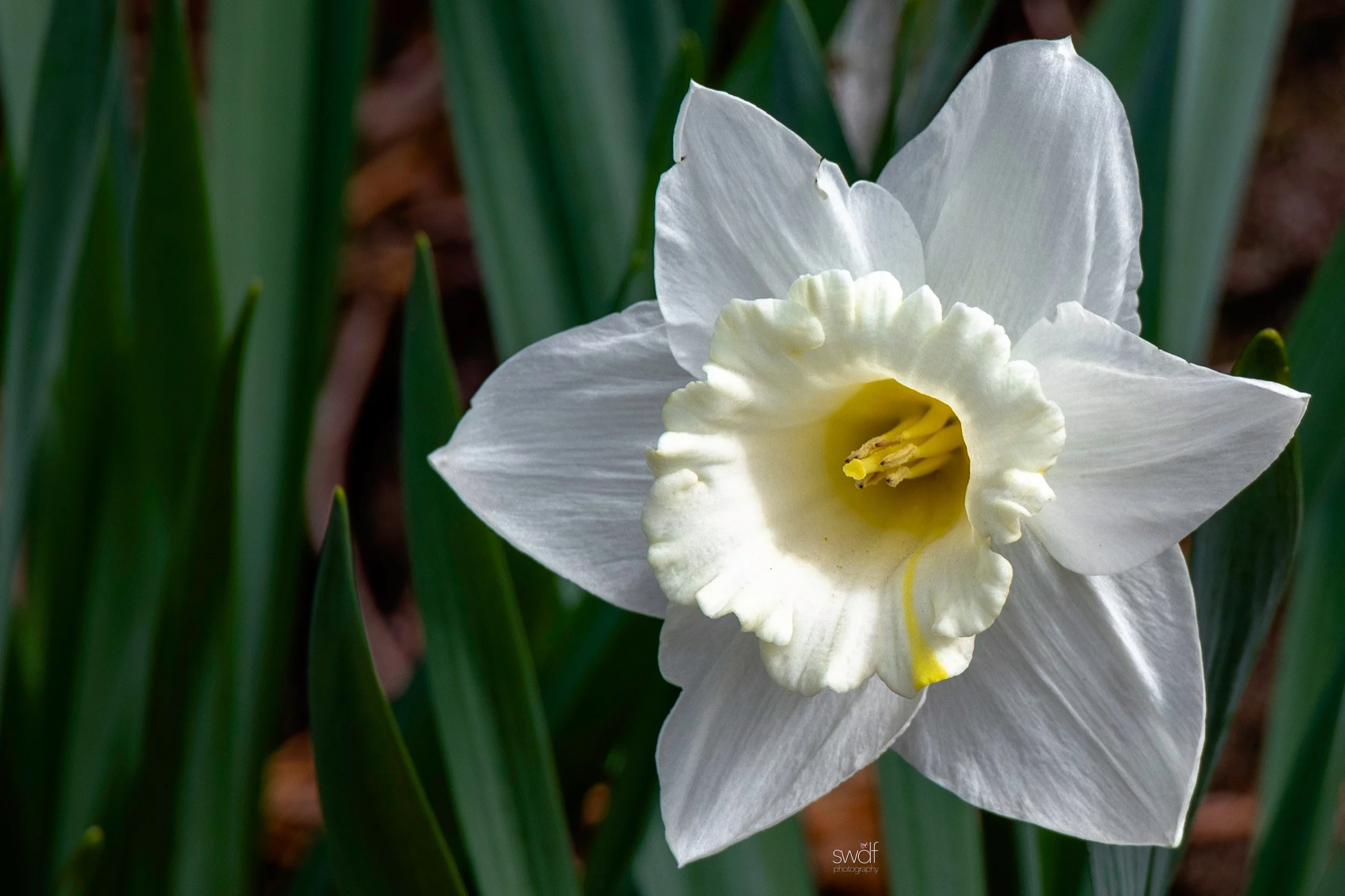 Spring Blossoms Dafffodil - CMOA.jpeg