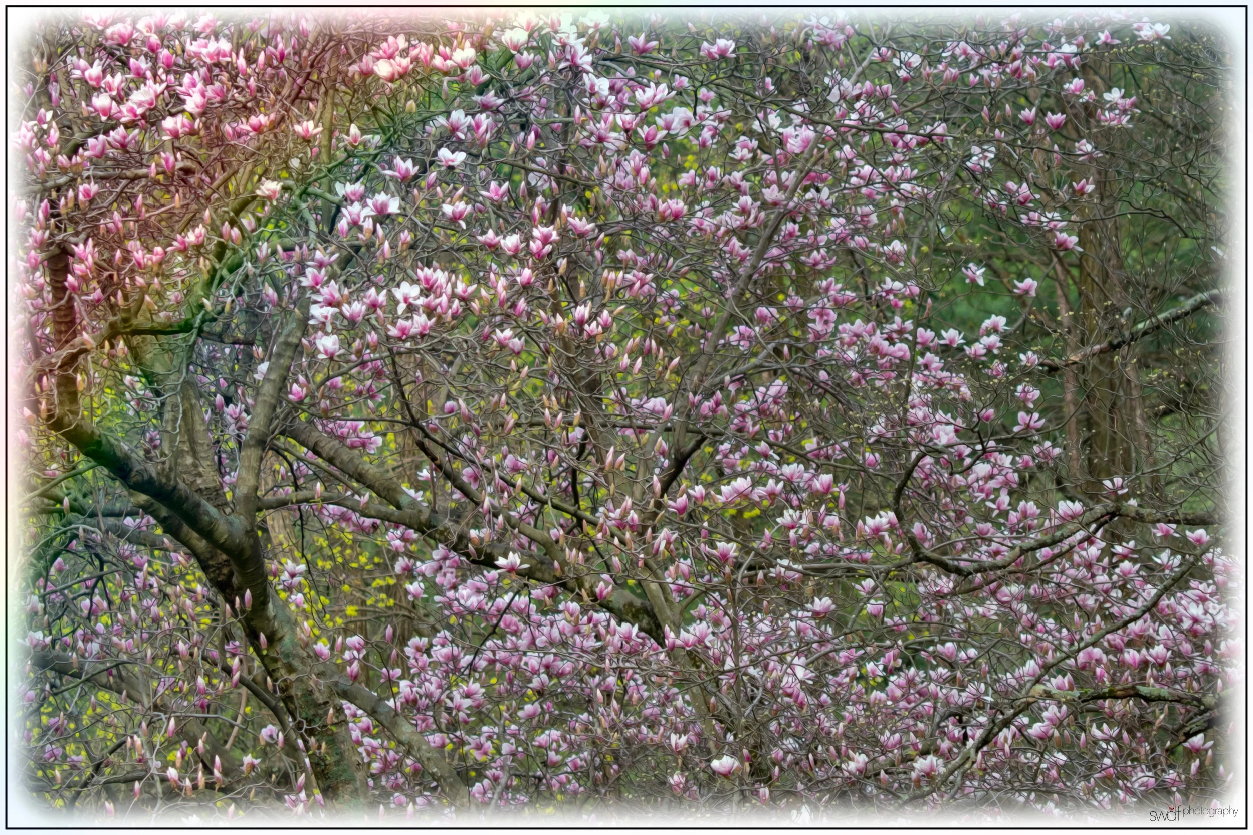 Rainbow Magnolia.jpeg