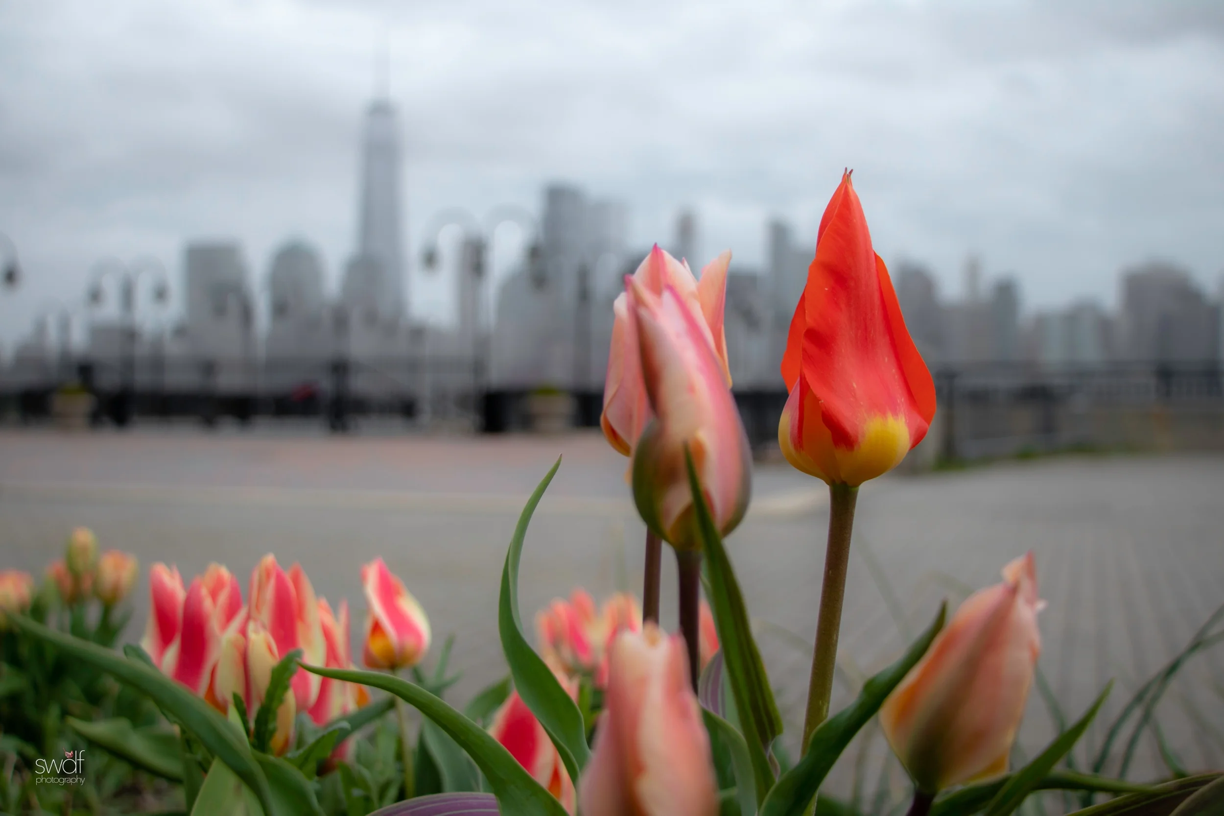 Lower Manhattan Skyline - Tulips.jpeg