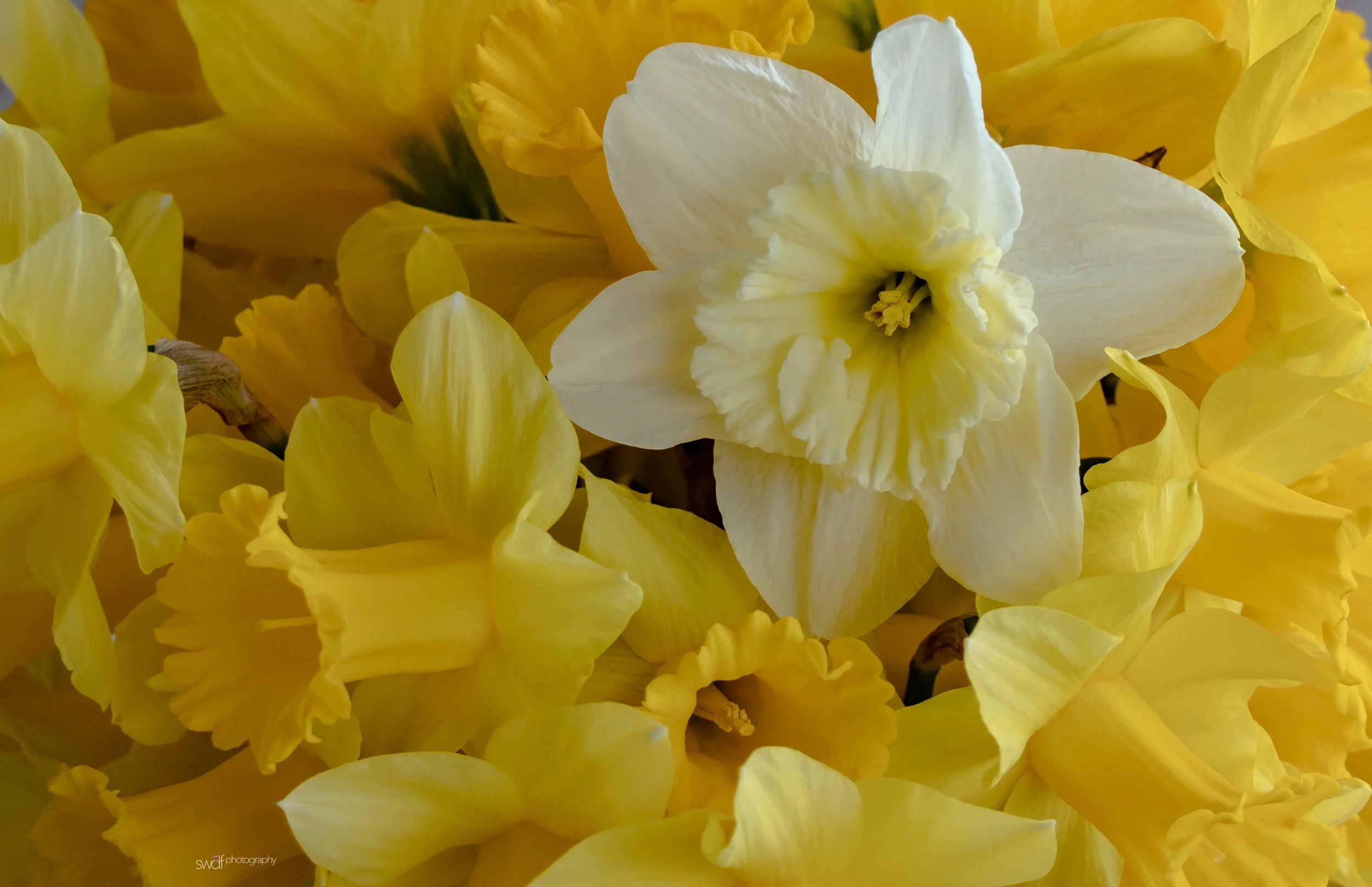 Robs Daffodils3.jpeg